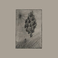 AINE O'DWYER Locusts
