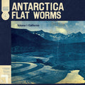 Flat Worms Antarctica