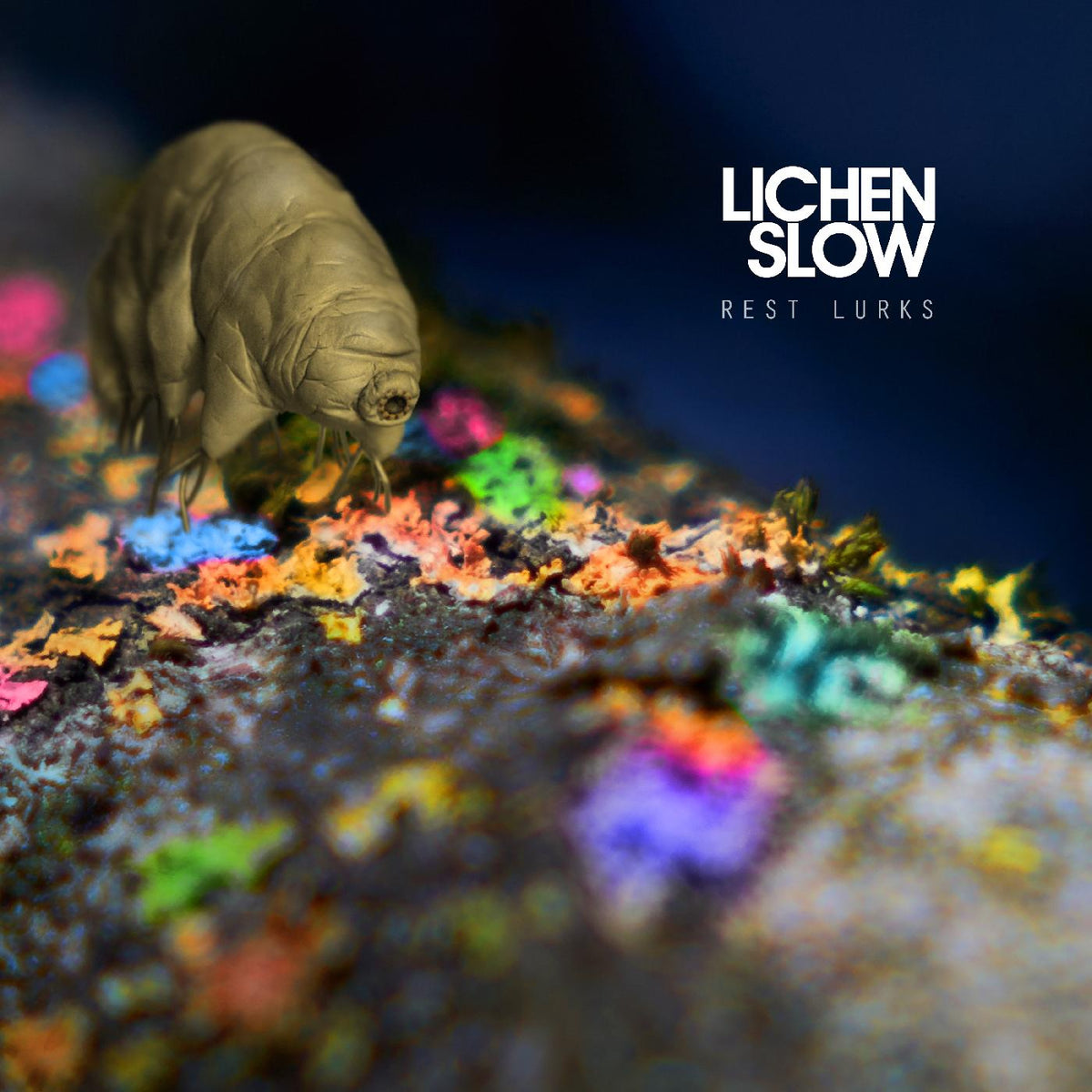Lichen Slow Rest Lurks