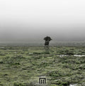 MARKUS WORMSTORM Figure In Field