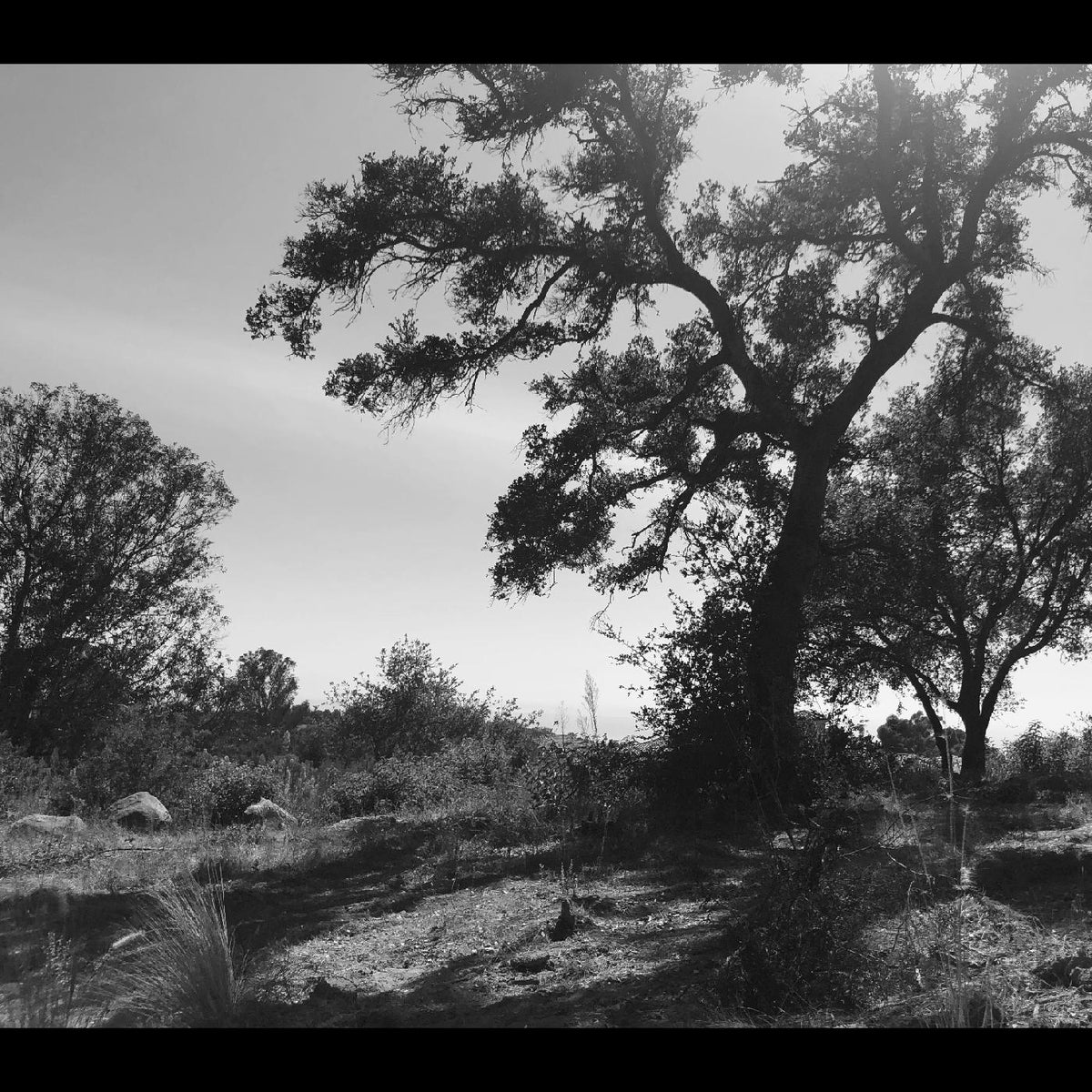 Zoh Amba O, Sun